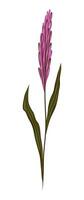 LILAC SEDGE IN VECTOR