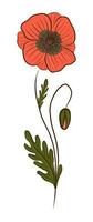 RED POPPY IN VECTOR