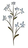 BLUE FORGET-ME-NOT IN VECTOR