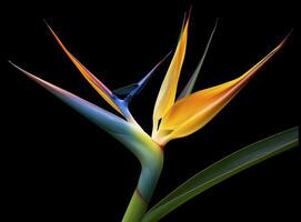 AI generated Bird of paradise flower isolated on black background. AI Generated photo