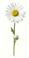 AI generated Common daisy isolated on white background. AI Generated photo