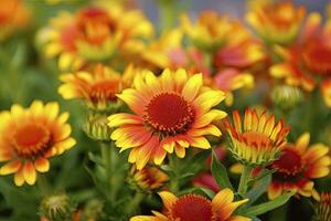 AI generated Gaillardia or Blanket Flower. Bright and Colorful Shades of Warm Tones. AI Generated photo