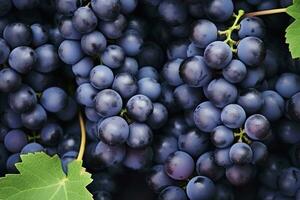 AI generated Flat lay background of vines, lots of organic blue dark grapes. AI Generated photo