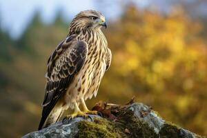 AI generated Hawk sitting on rock looking for prey. AI Generated photo