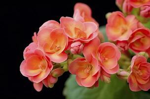 AI generated Kalanchoe Blossfeldiana. AI Generated photo