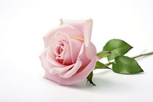 ai generado rosado Rosa aislado en blanco antecedentes. ai generado foto