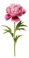 AI generated Peony isolated on white background. AI Generated photo
