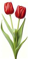 AI generated Red tulips isolated on white background. AI Generated photo