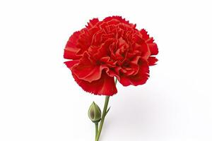 AI generated Red Carnation isolated on white background. AI Generated photo