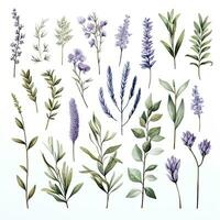 AI generated Collection of watercolor herbs clipart on white background. AI Generated photo