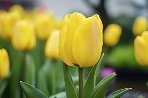 ai generado amarillo tulipán en el jardín. ai generado foto