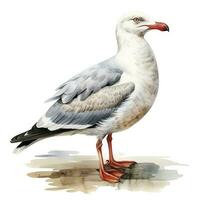 AI generated Watercolor seagull isolated on white background. AI Generated photo