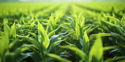 AI generated Field of vibrant green biofuel crops. AI Generated. photo