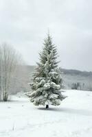 pino arboles o decorado Navidad árbol cubierto por nieve en hermosa invierno. Navidad tema al aire libre por ai generado foto