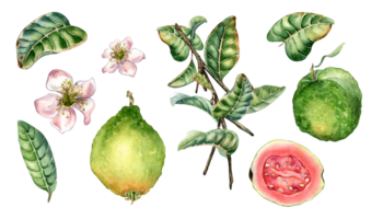 Set with branch of tree and guava fruits whole and sliced watercolor illustration. Green leaves, flowers of guajava hand drawn. Design for wrapping, packaging, label, poster. png