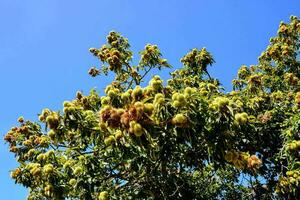 a tree with many yellow flowers and blue sky photo