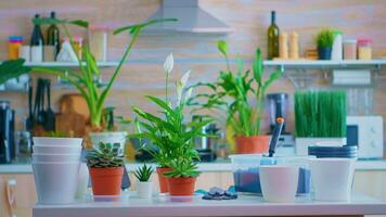 Decorating with houseplants on kitchen table. Using fertil soil with shovel into pot, white ceramic flowerpot and flowerhouse plants prepared for planting at home, house gardening for house decoration photo