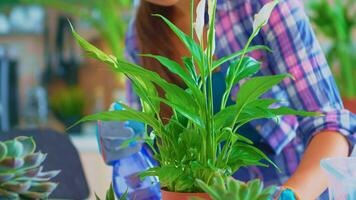 Closeup of spraying houseplant in the kitchen at home. Using fertil soil with shovel into pot, white ceramic flowerpot and flowers prepared for replanting for house decoration caring them. photo