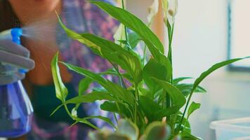 Woman watering flowers on kitchen table in the morning. Using fertil soil with shovel into pot, white ceramic flowerpot and plants prepared for replanting for house decoration spaying and caring them. photo