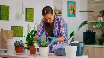 Woman gardener arranging the succulent plant in white ceramic flowerpot. Florist replanting flowers in the kitchen, on the table using shovel, gloves, fertil soil and houseplants for house decoration. photo