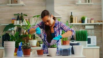Woman home gardening in the morning in cozy kitchen making mess on table. Florist replanting flowers in white ceramic pot using shovel, gloves, fertil soil and flowers for house decoration. photo