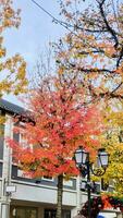 Free photo vertical shot of bright colored trees outdoors during daylight