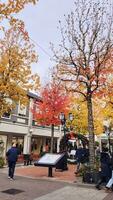 Free photo vertical shot of bright colored trees outdoors during daylight