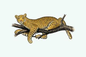 vector illustration of a leopard relaxing on a tree branch, with color