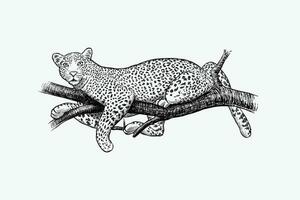 vector illustration of a leopard relaxing on a tree branch, black and white sketch