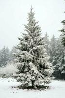 Pine trees or decorated christmas tree covered by snow on beautiful winter. Christmas theme outdoors by AI Generated photo