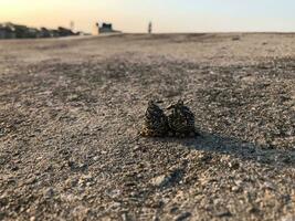 two birds sitting on the ground in a desert photo
