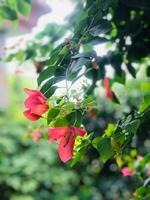 red flowers on a tree in the garden photo