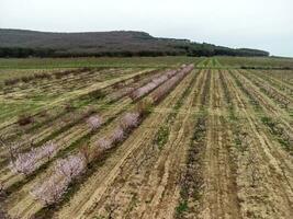 aéreo ver de floreciente melocotón arboles a un Fruta granja arreglado en filas melocotón jardín, fila de floreciente árboles, rosado flores en el ramas comenzando a floración. producir, agricultura, agricultura concepto foto