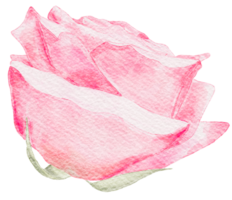 waterverf roze roos png