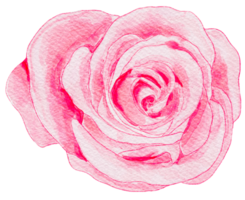 waterverf roze roos png