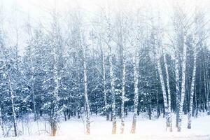 abedul arboleda. congelado invierno bosque con nieve cubierto arboles foto