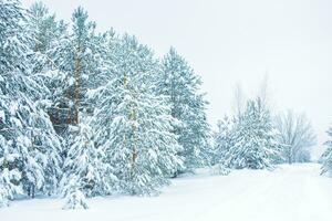 paisaje. bosque de invierno congelado con árboles cubiertos de nieve. foto