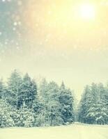 Landscape. Frozen winter forest with snow covered trees. photo