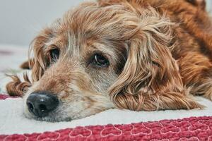 Adorable Cocker Spaniel Dog with a Sad Look Lying on a Red Bed photo