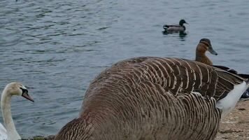 água pássaros às vontade lago do Milton keynes cidade do Inglaterra Reino Unido. abril 9º, 2023 video