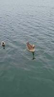 acqua uccelli a volontà lago di Milton keynes città di Inghilterra UK. aprile 9, 2023 video