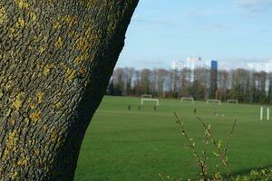 Beautiful Trees and Plants at Countryside of England UK photo