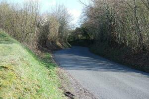 Trees and Plants at Countryside of England UK photo