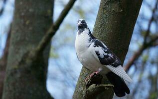 Very Cute Pigeons at Local Public Park of England photo