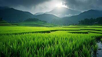 ai generado verde arroz campos en el lluvioso temporada hermosa natural paisaje foto