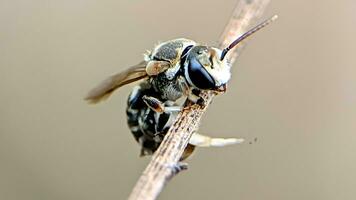 nomia, macro foto de un miel abeja en un césped vástago