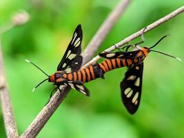 amata huebneri, a pair of mating moths on a grass stem, close-up of moths mating photo