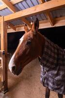 Portrait close up of a purebred saddle horse wearing checkered blanket photo