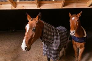 Portrait close up of two purebred saddle horses wearing checkered blanket photo