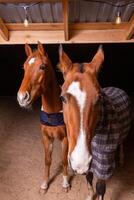 Portrait close up of two purebred saddle horses wearing checkered blanket photo